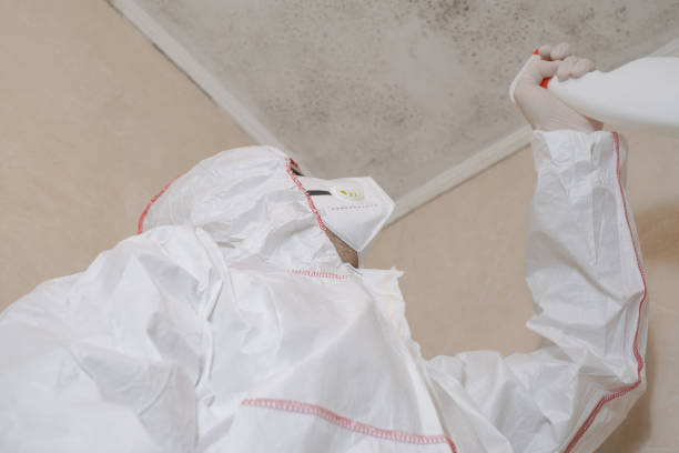 Best Mold Damage Repair  in Hamilton, IN