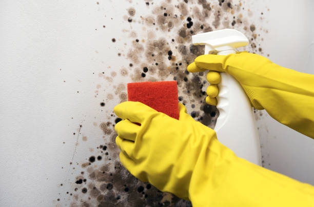Best Commercial Mold Removal  in Hamilton, IN
