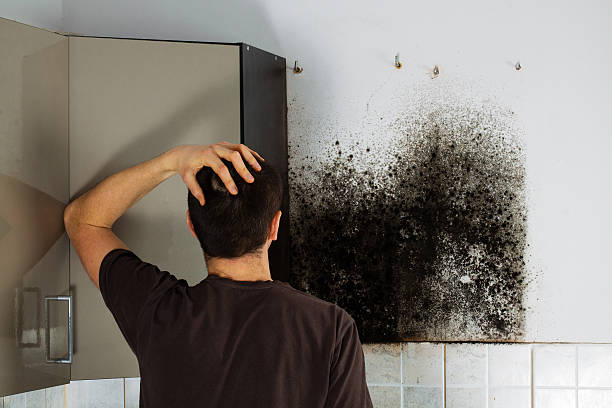 Office Mold Removal Services in Hamilton, IN