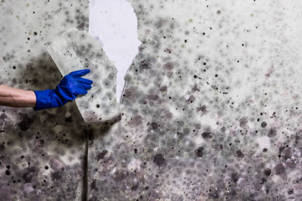 Best Toxic Mold Removal  in Hamilton, IN