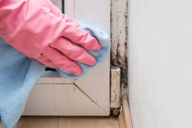 Best Certified Mold Removal  in Hamilton, IN